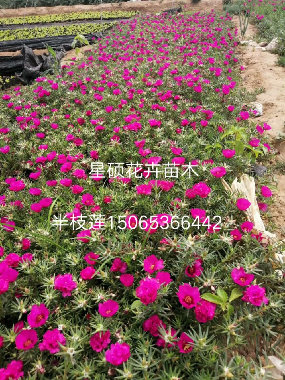 半枝莲太阳花 半枝莲太阳花价格基地  各种时令草花苗木批发