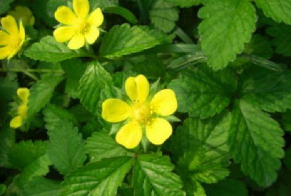 委陵菜 三叶委陵菜 五叶委陵菜价格 各种草花苗木基地批发