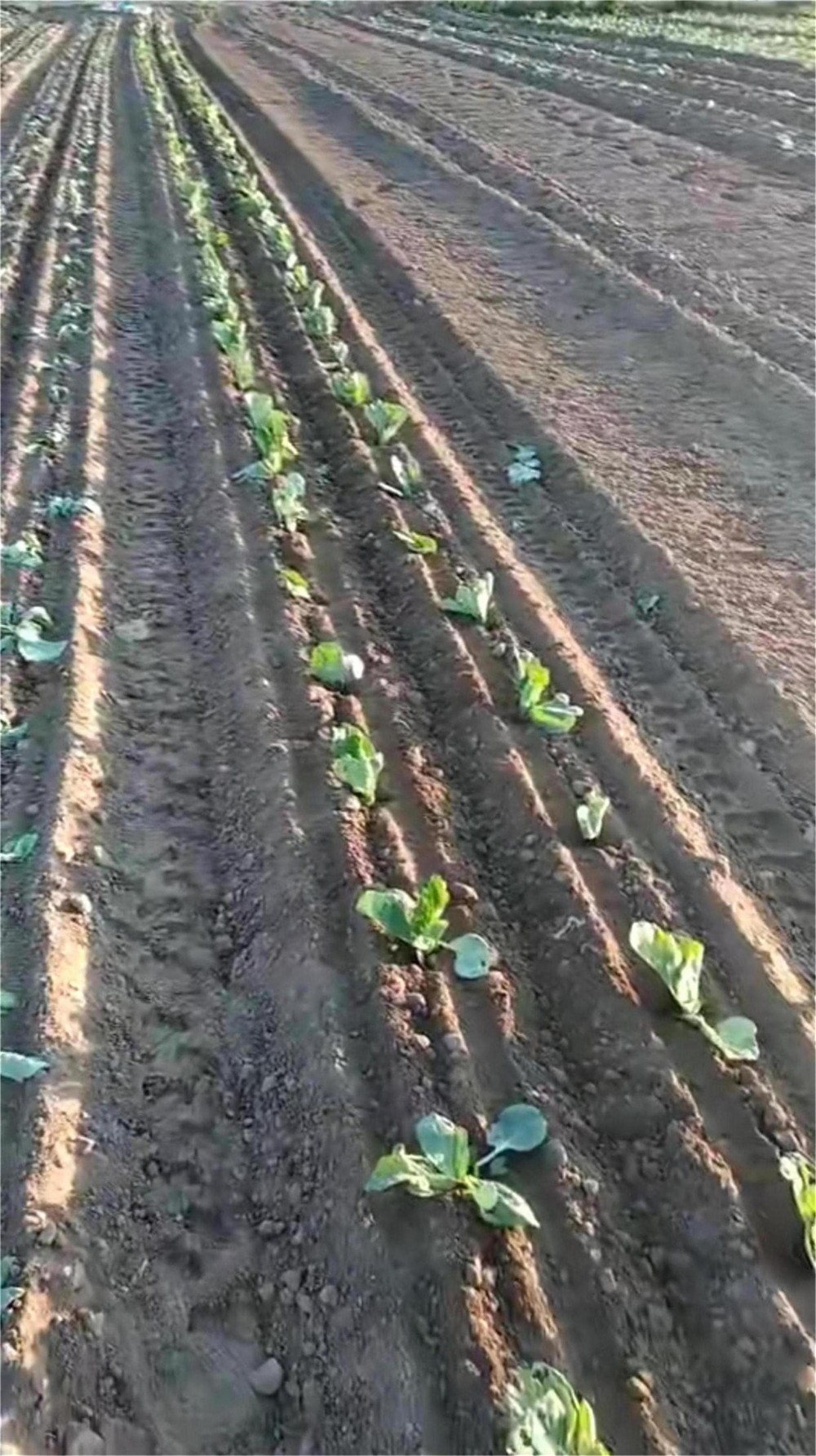 白菜种植机 白菜移栽机现货供应