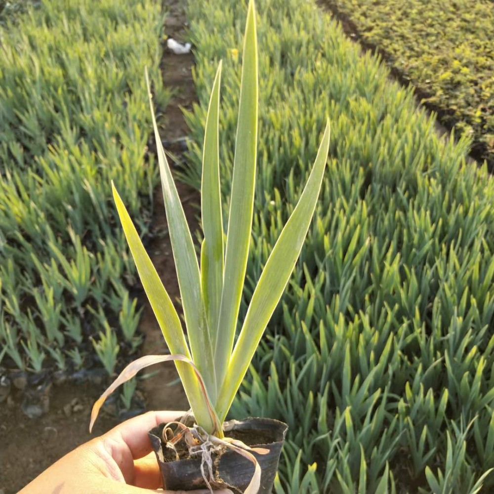 山东鸢尾花种植基地   鸢尾花供应