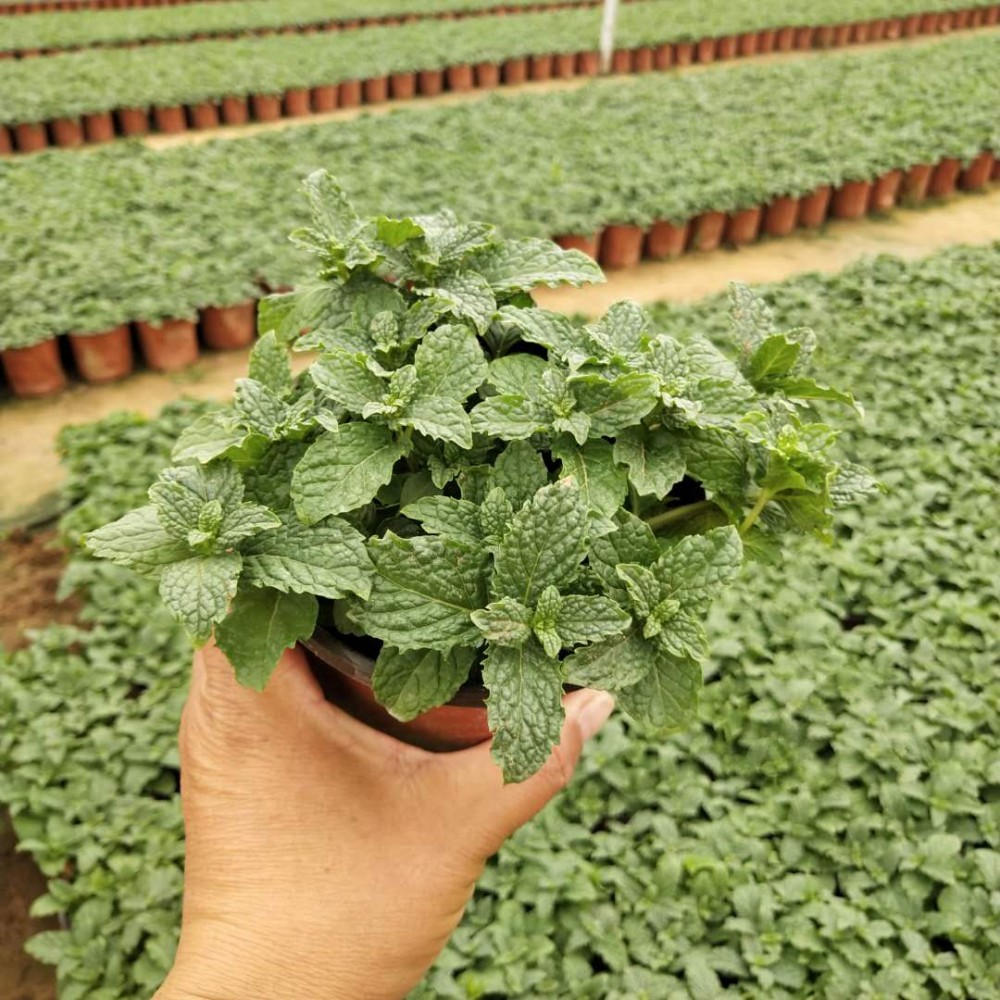 食用薄荷种植基地 大量供应食用薄荷