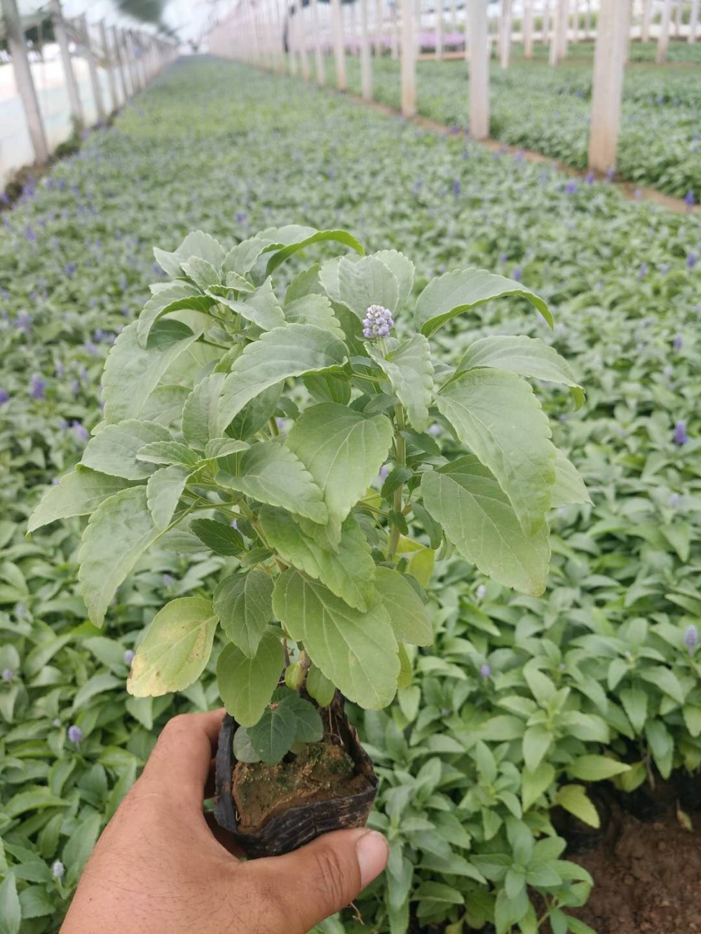 山东蓝花鼠尾草种植基地 批发蓝花鼠尾草