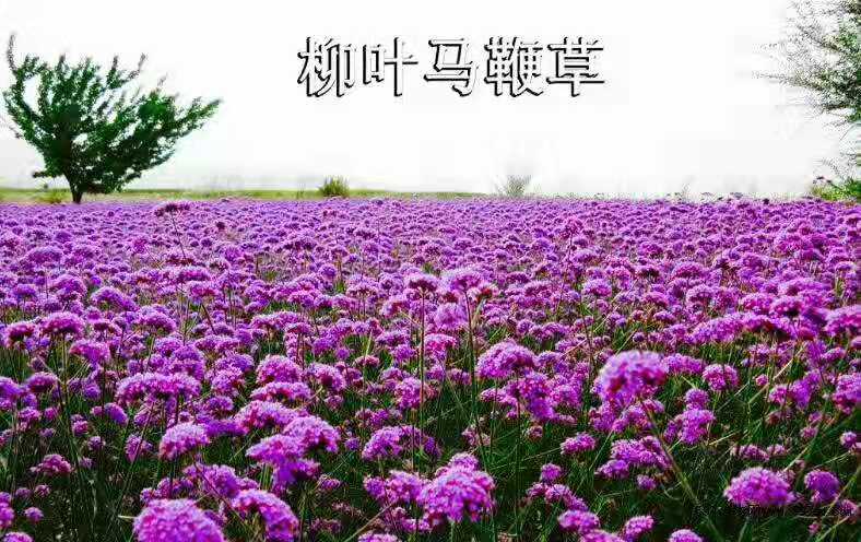 柳叶马鞭草种植基地 花海马鞭草 粉黛乱子草批发 各种草花绿化