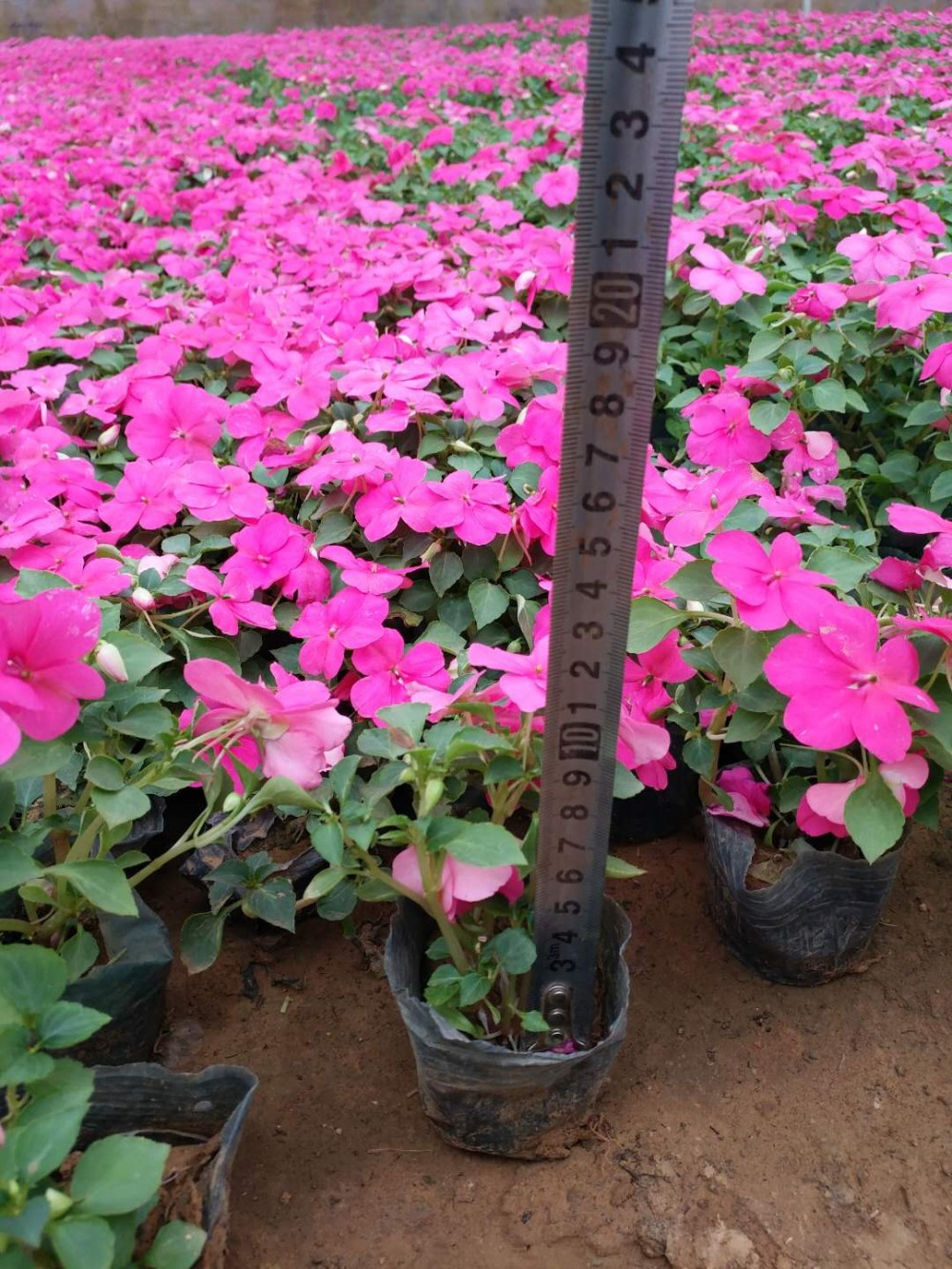 非洲凤仙种植基地 非洲凤仙大量供应