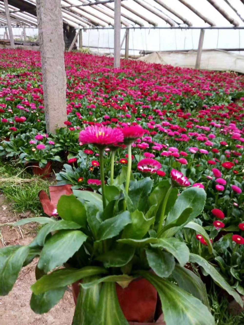 山东雏菊种植基地 雏菊大量批发