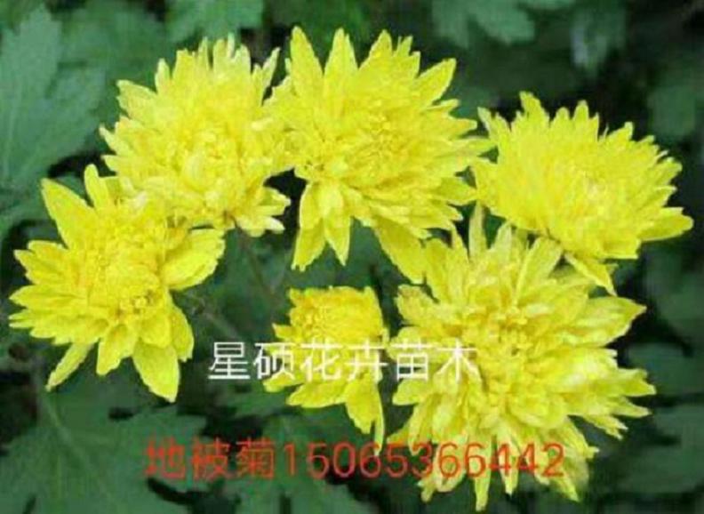 园林小区地被菊绿化  山东各种草花苗木绿化批发基地 花海设计