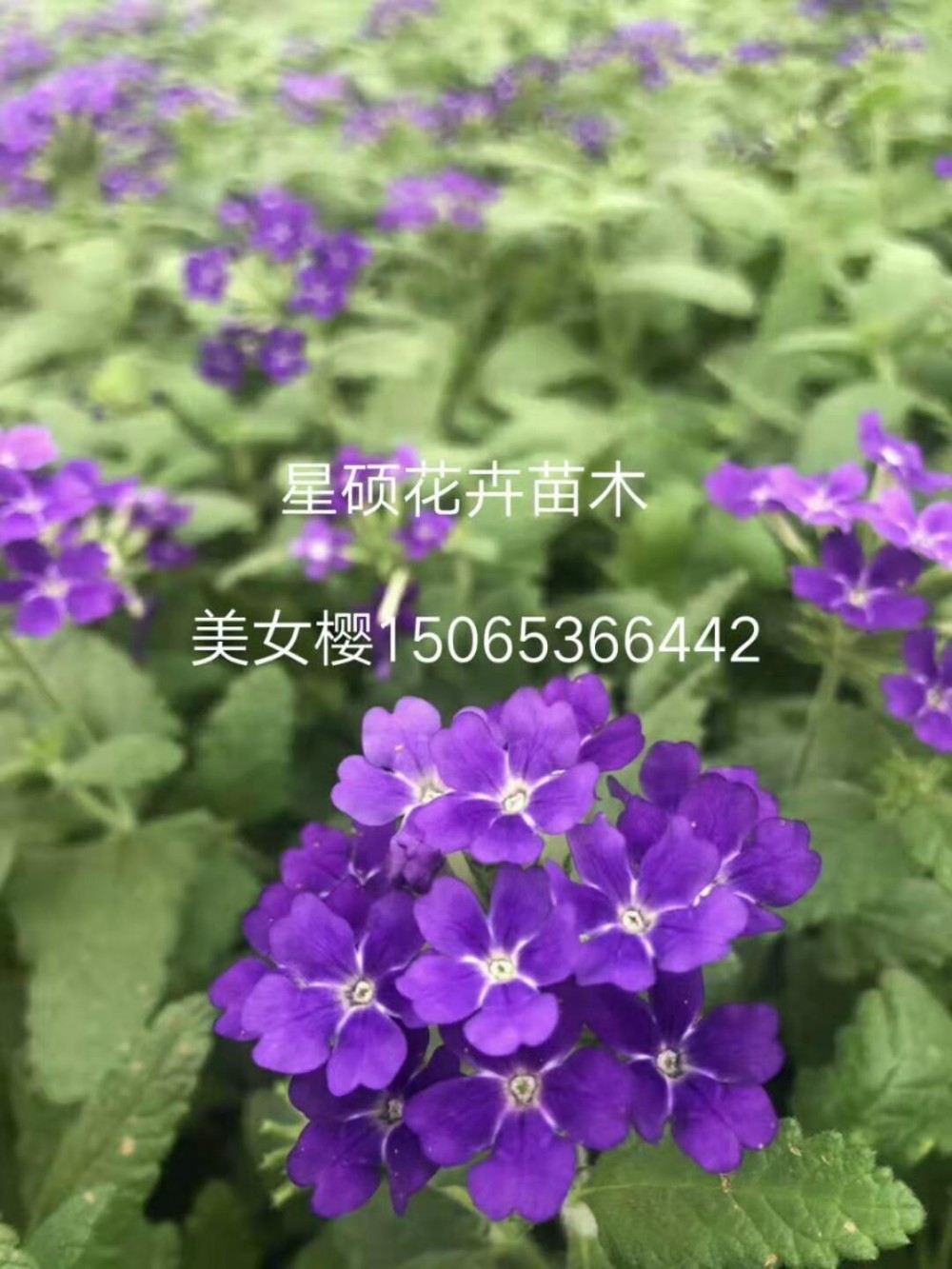 山东美女樱基地 园林绿化美女樱 美女樱种子 各种草花苗木绿化