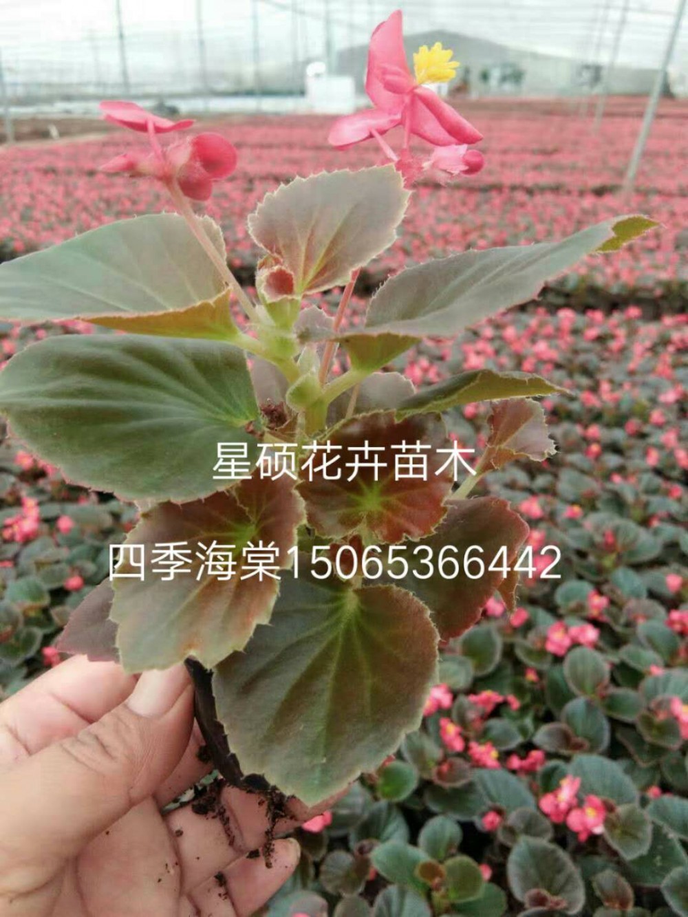 绿化盆栽四季海棠 山东四季海棠种植基地  各种草花苗木绿化
