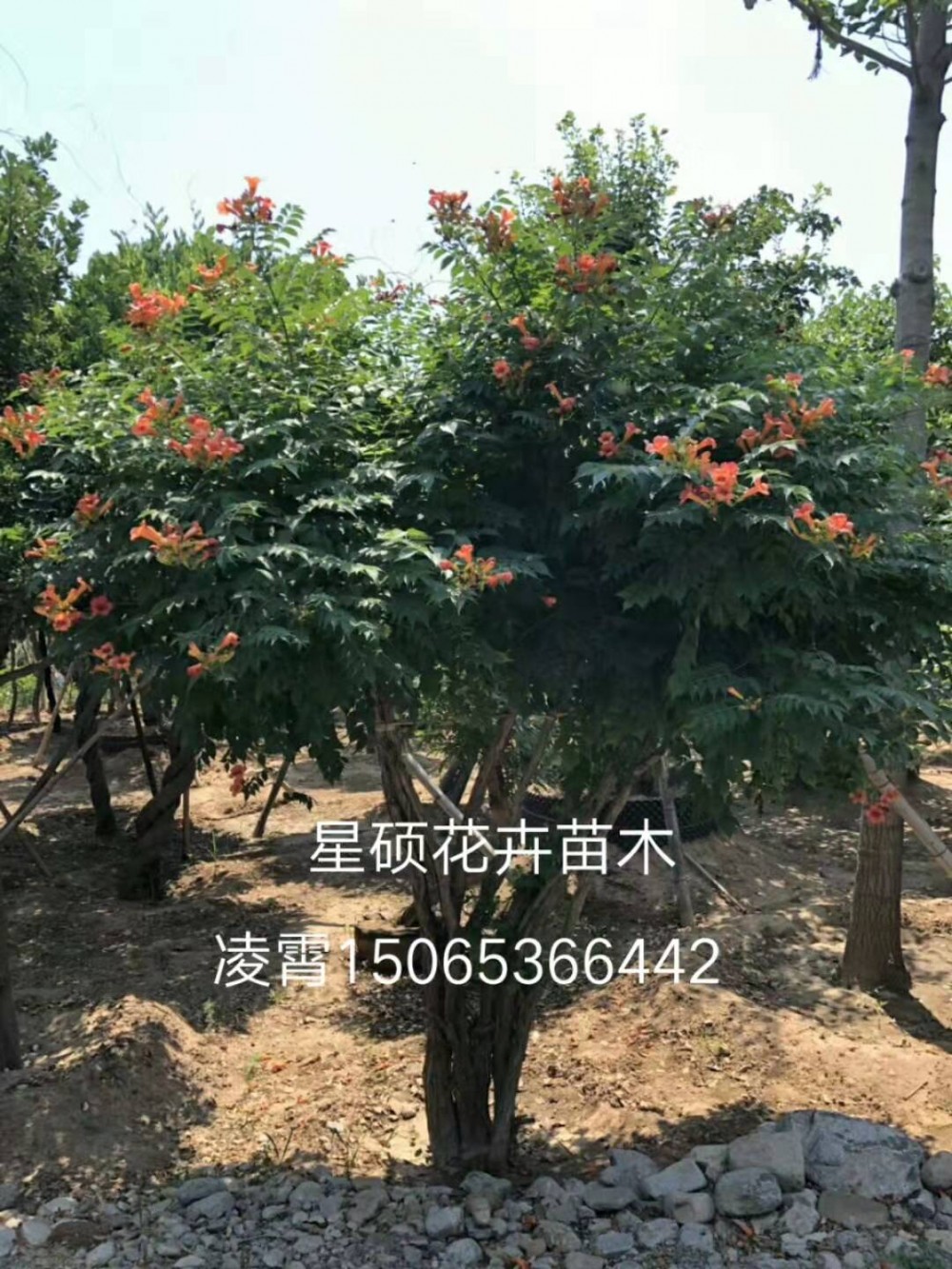 造型凌霄 美国凌霄花苗 庭院花卉庭院别墅绿化 爬藤植物