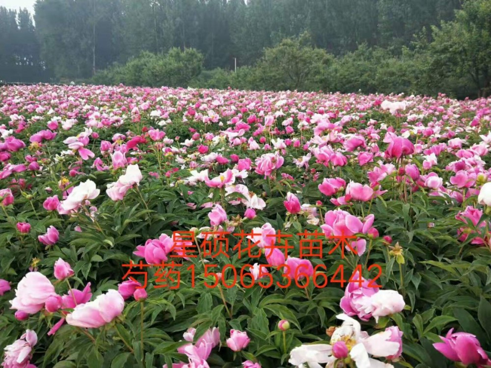 观赏红药芍药牡丹价格  绿化芍药牡丹 芍药种植基地 花海设计