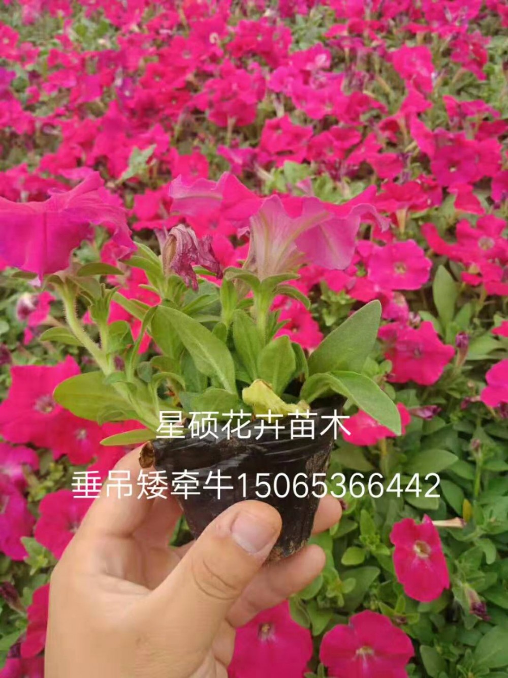 垂吊牵牛价格批发 矮牵牛种植基地 各种草花苗木绿化租摆