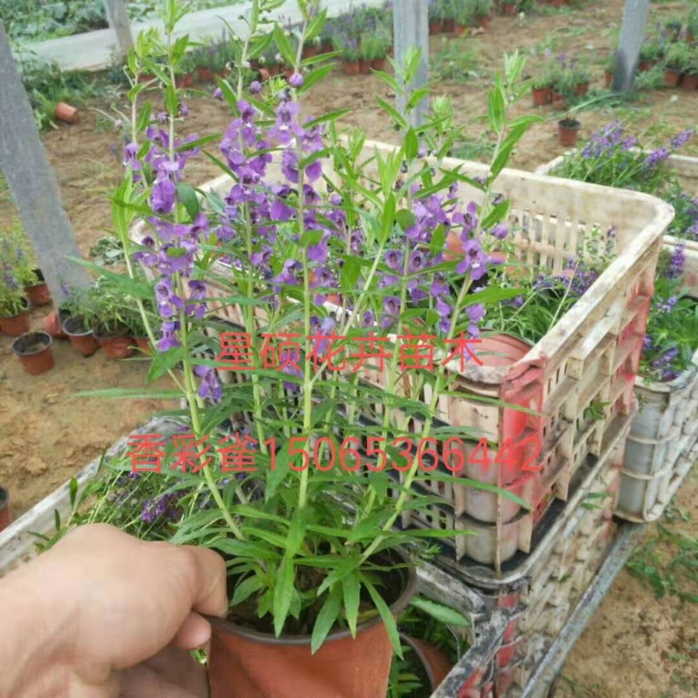 香彩雀价格 香彩雀种植基地 宿根草花 绿化苗木批发租摆 花海