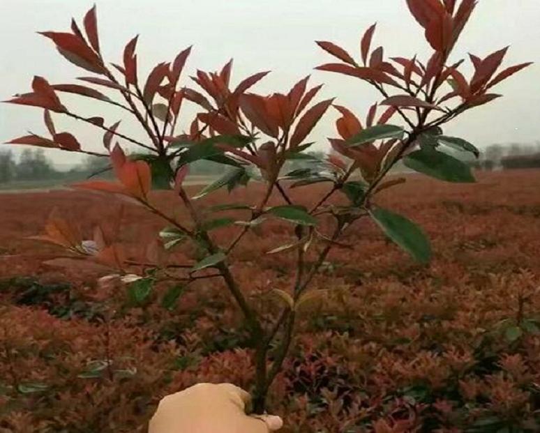 红叶石楠价格 红叶石楠小苗种植基地 各种草花苗木绿化批发