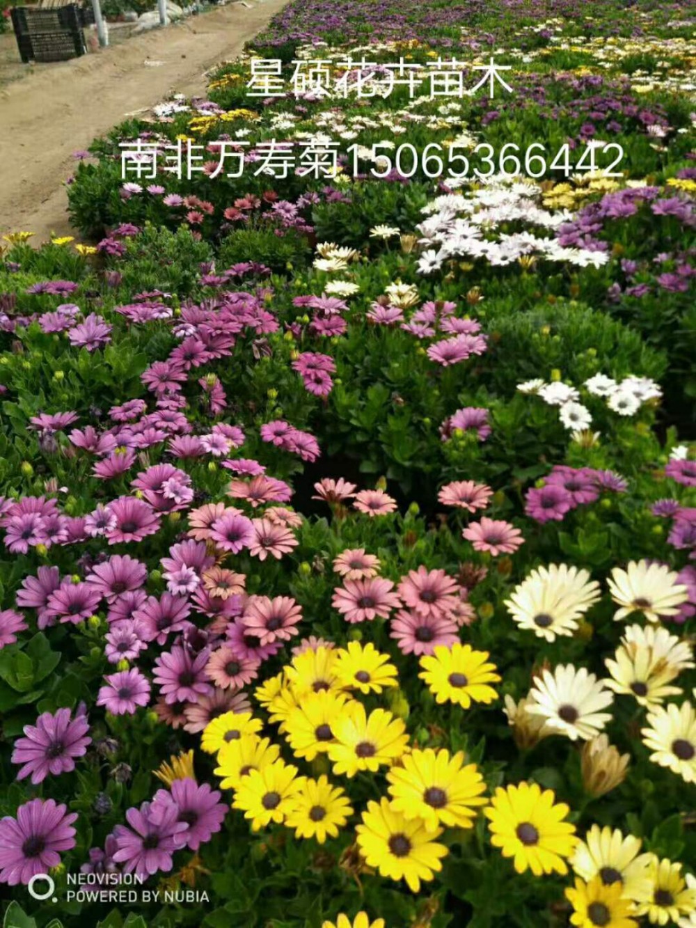 山东南非万寿菊种植批发 各种草花苗木绿化批发租摆 花海设计等