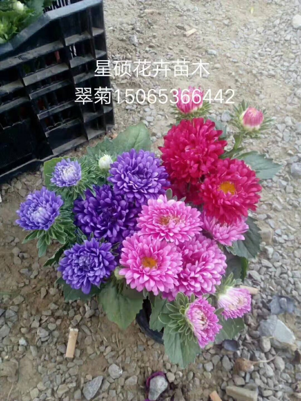 山东翠菊种植基地价格 翠菊小苗批发 各种草花苗木绿化批发租摆
