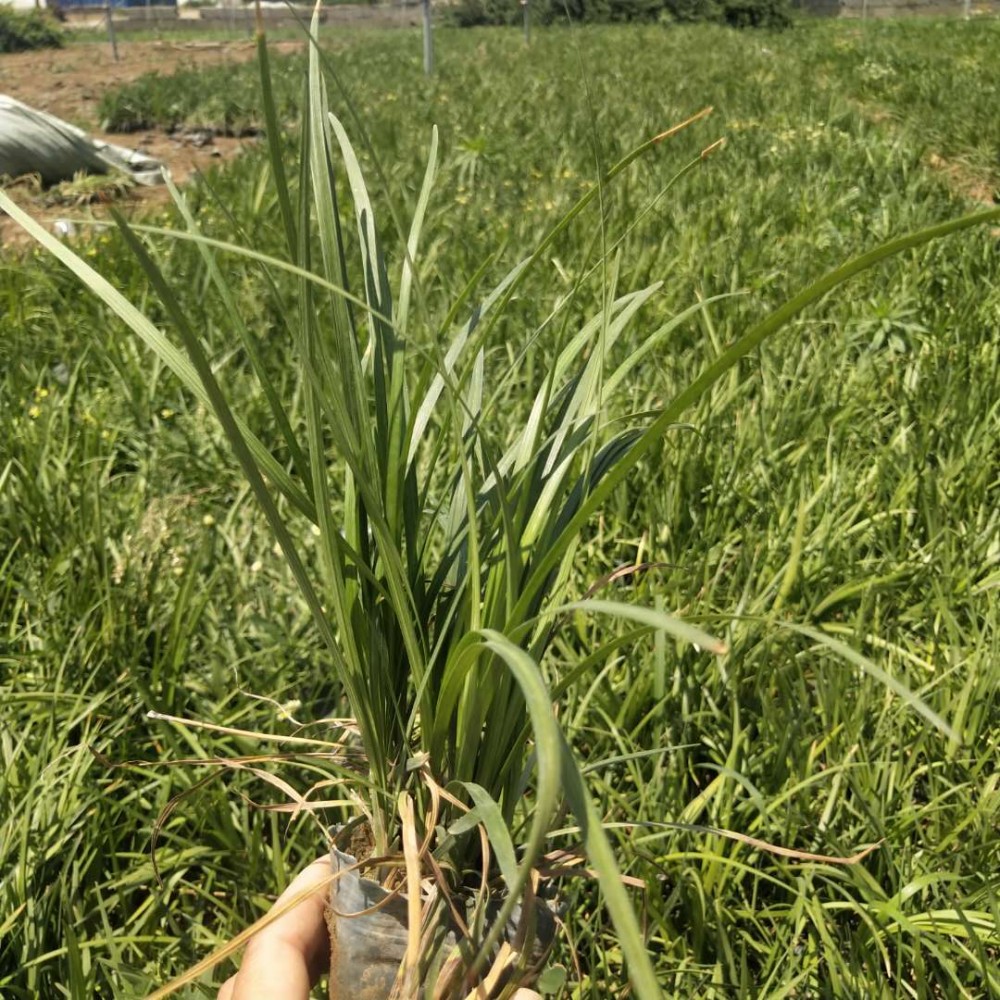 麦冬草 麦冬草供应商 麦冬草大量批发