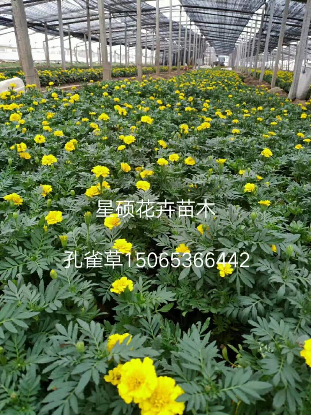 孔雀草价格 孔雀草基地 孔雀草批发 各种草花苗木绿化批发租摆