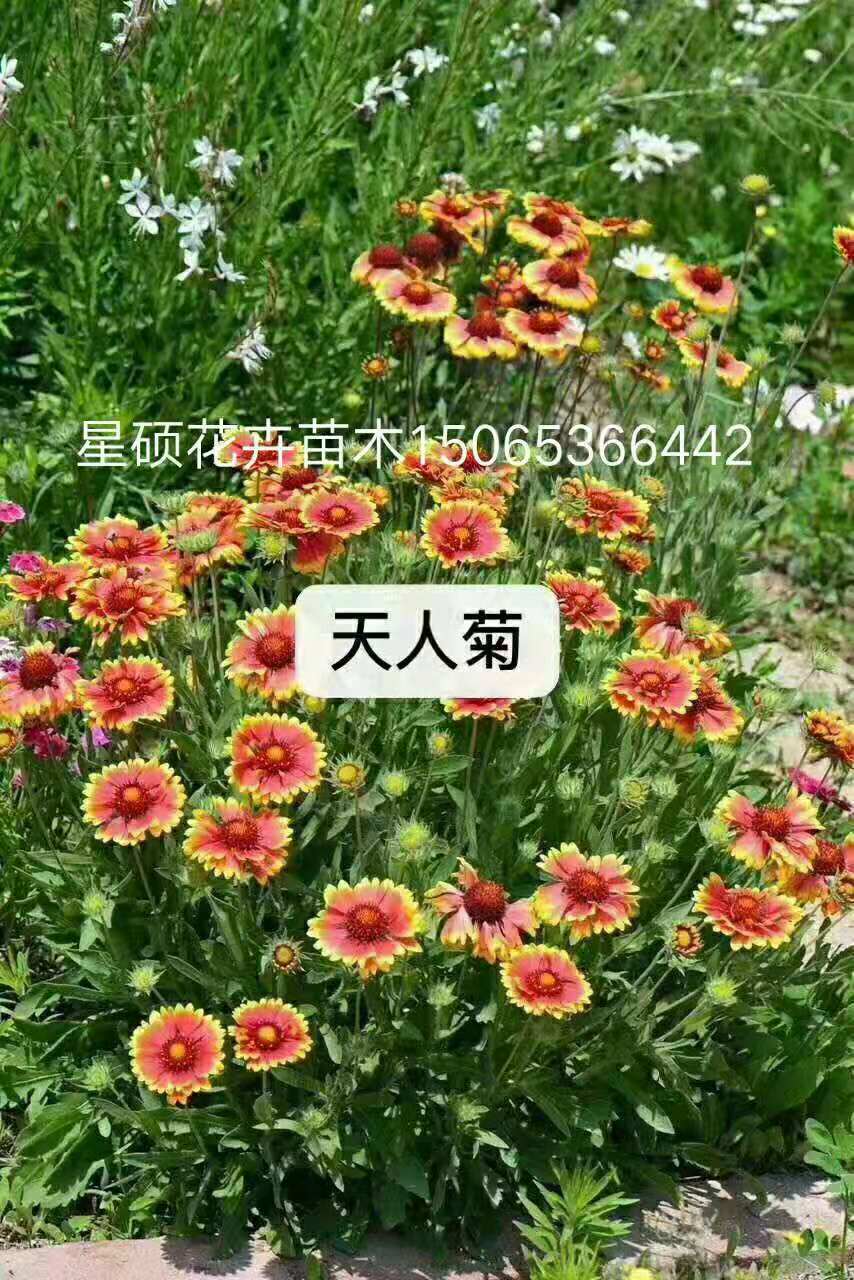 天人菊批发基地 天人菊价格采购 各种草花苗木绿化批发租摆