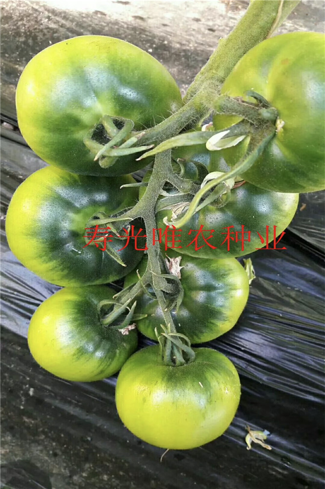 东北草莓柿子-铁皮番茄-水果番茄-嘎啦果番茄种子番茄种子 西红柿种子