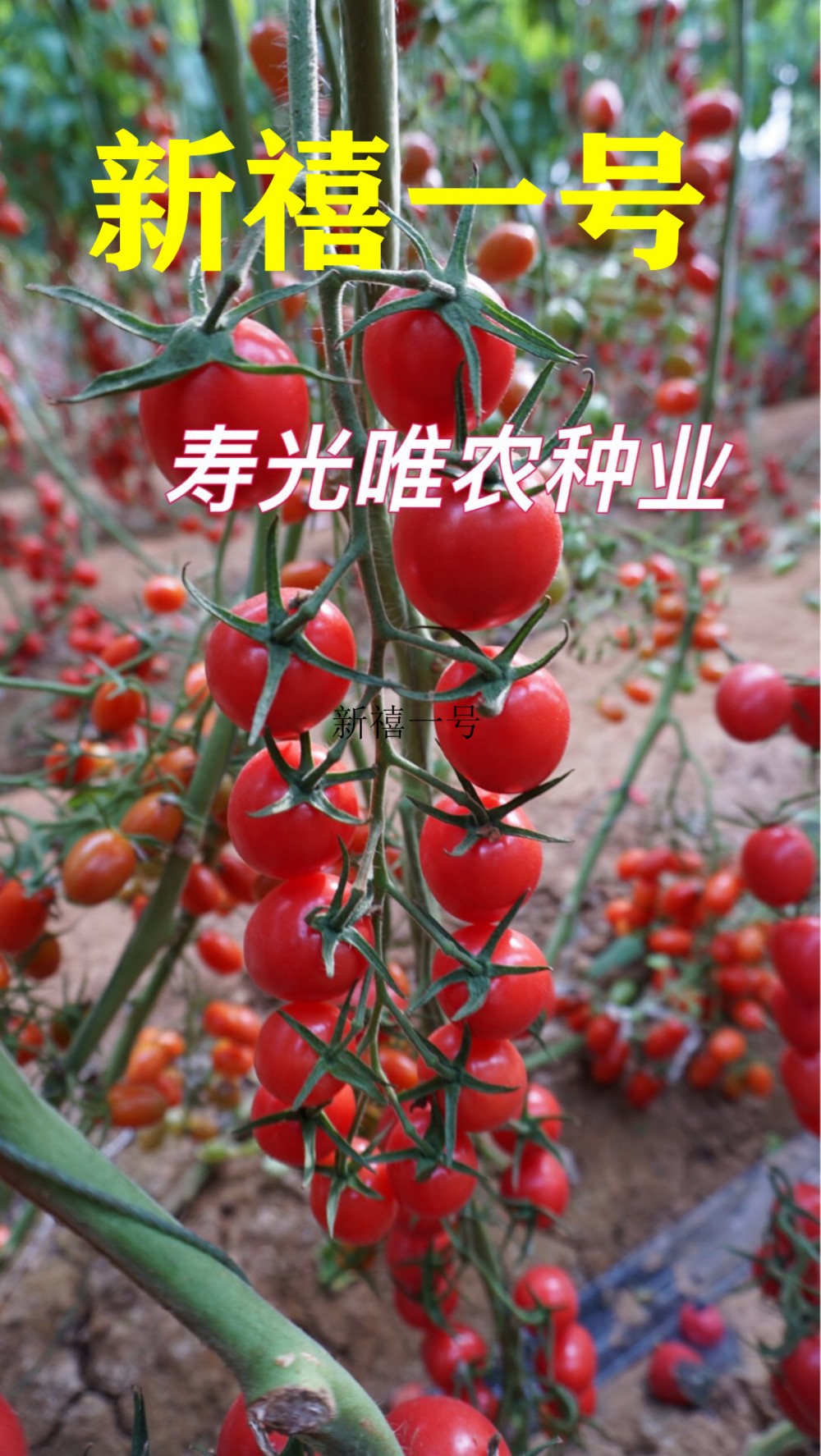 寿光蔬菜种子 台湾抗病毒粉色樱桃番茄种子-千禧类型西红柿种子-长萼片樱桃番茄