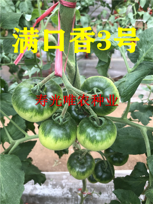 寿光东北草莓番茄种子-铁皮番茄种子-碱地柿子 西红柿种子-水果番茄-口感番茄种子