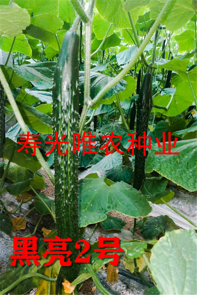 寿光越冬耐寒油亮黑亮-强雌全雌黄瓜种子-嫁接黄瓜种子