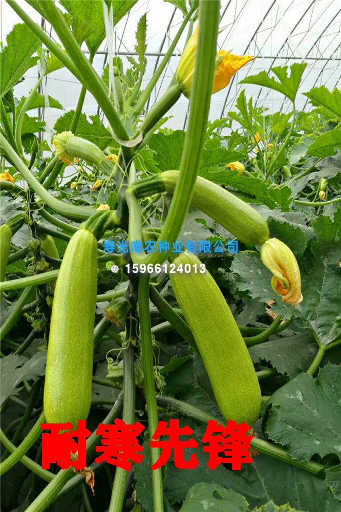 寿光越冬耐寒油绿西葫芦种子-抗病毒抗白粉西葫芦种子