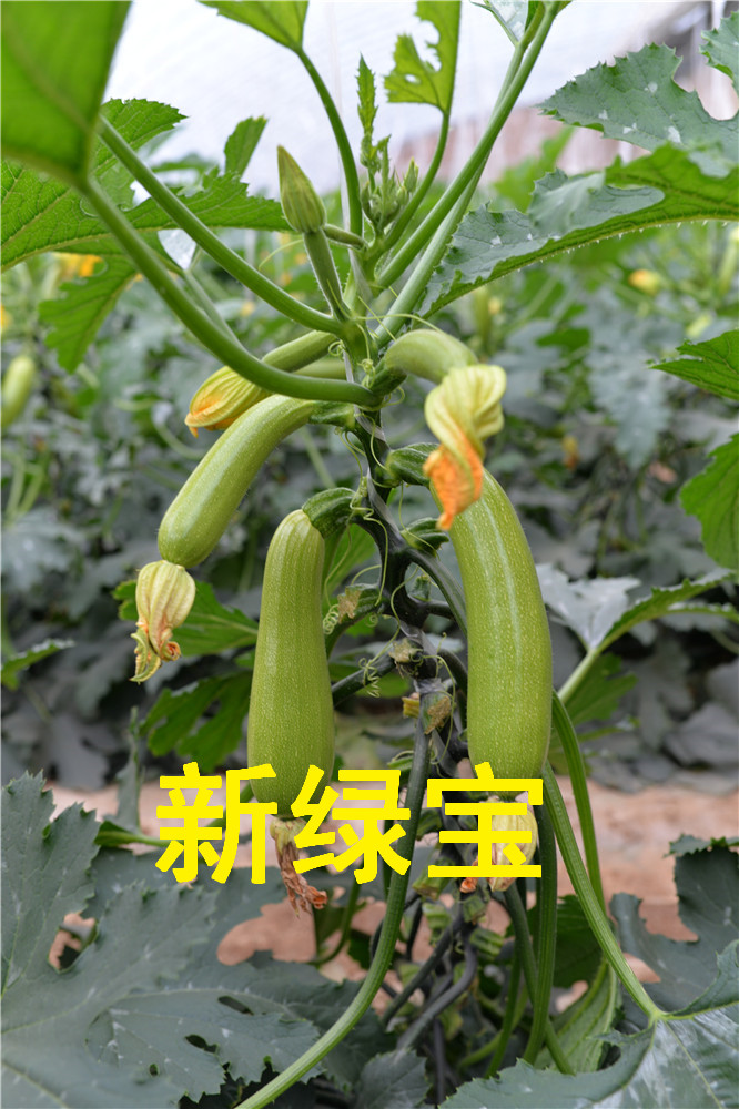 寿光越冬耐寒油绿西葫芦种-抗病毒抗白粉西葫芦种子