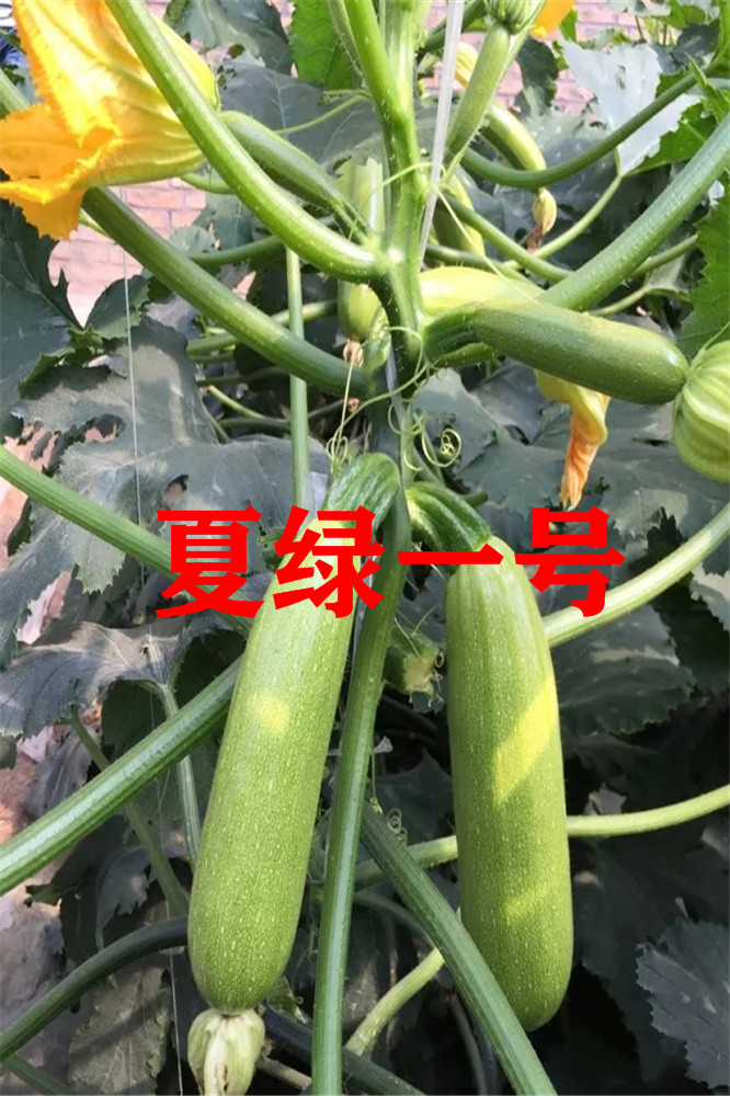 寿光进口耐热抗病毒-越夏-春秋冷棚拱棚-陆地露天西葫芦种子