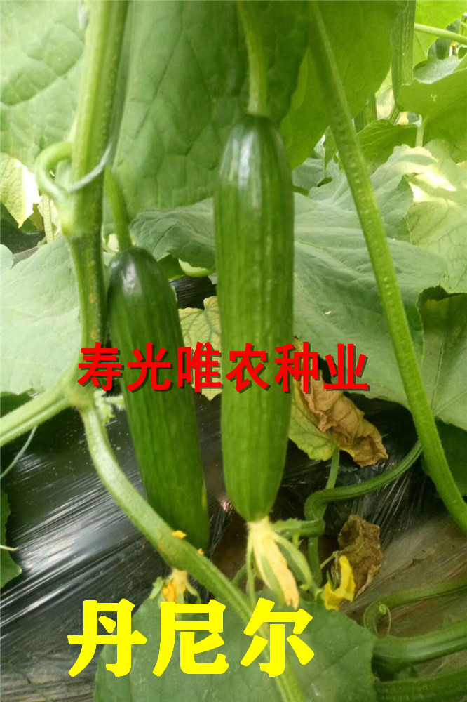 寿光荷兰进口耐热抗病毒水果黄瓜-越夏耐高温无刺小黄瓜