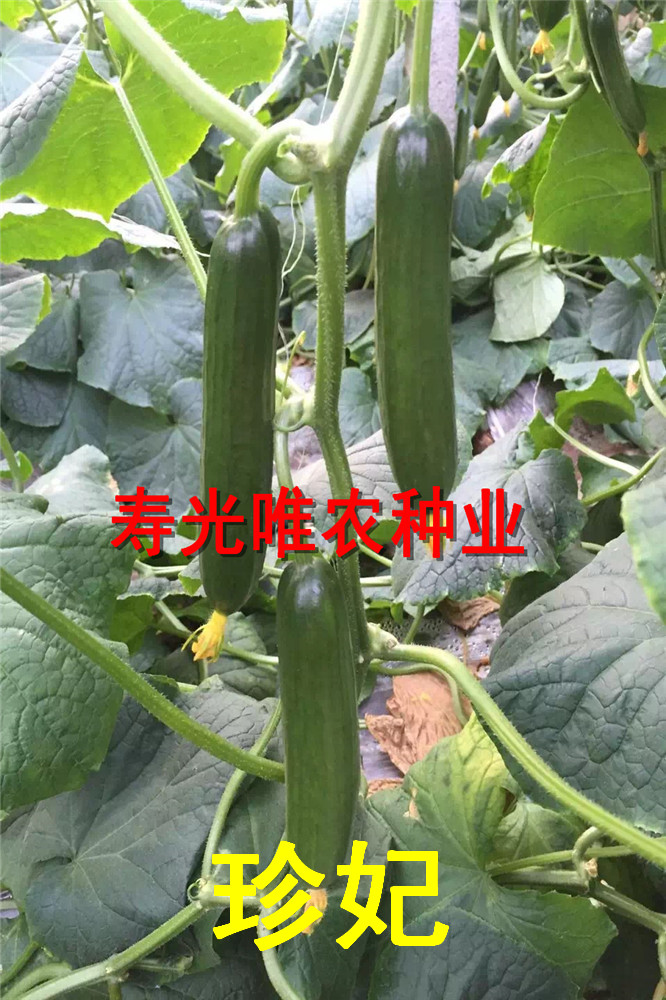 寿光荷兰越冬耐寒水果黄瓜-耐低温抗霜霉无刺小黄瓜种子