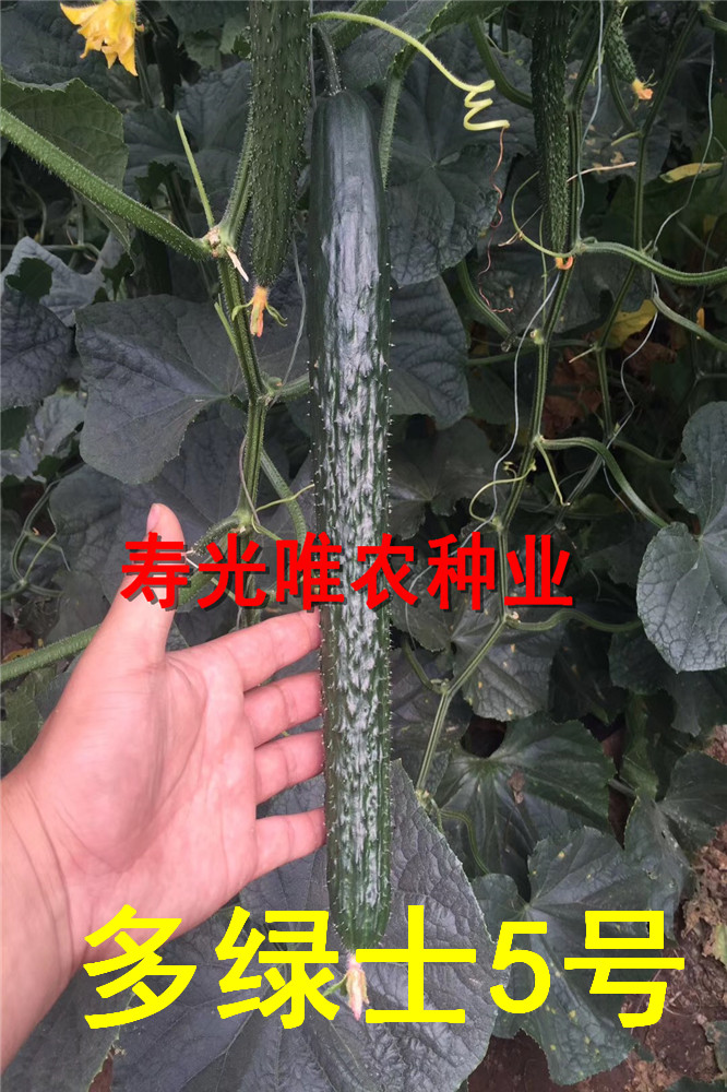 寿光耐热耐寒油亮黑亮-越冬越夏强雌全雌黄瓜种子-嫁接黄瓜种子