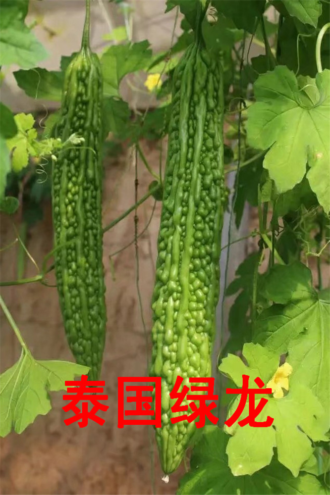 寿光耐热耐寒油绿齐顶杂交苦瓜种子-平顶珍珠苦瓜种子