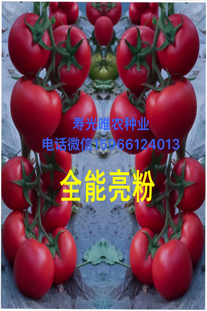 云南保山露天专用抗病毒抗死棵粉果番茄种子 西红柿种子番茄种子
