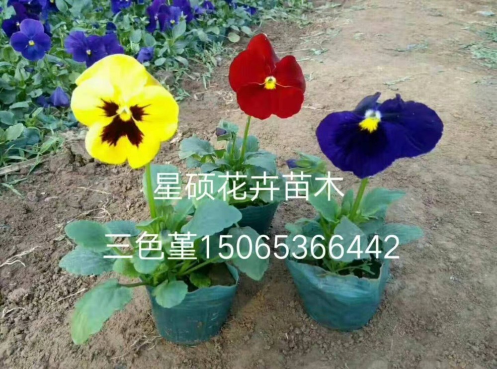 山东三色堇种植基地 三色堇价格 各种草花苗木绿化批发租摆