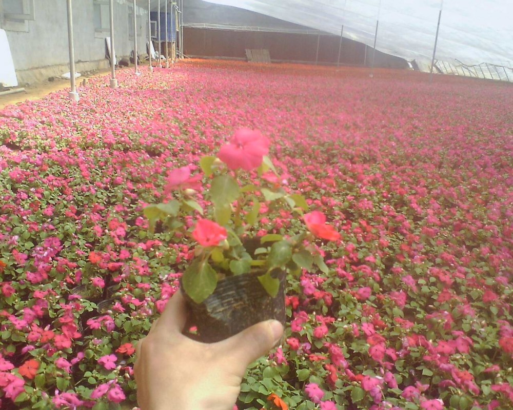 非洲凤仙价格 杯苗非洲凤仙价格批发 各种草花苗木绿化批发租摆