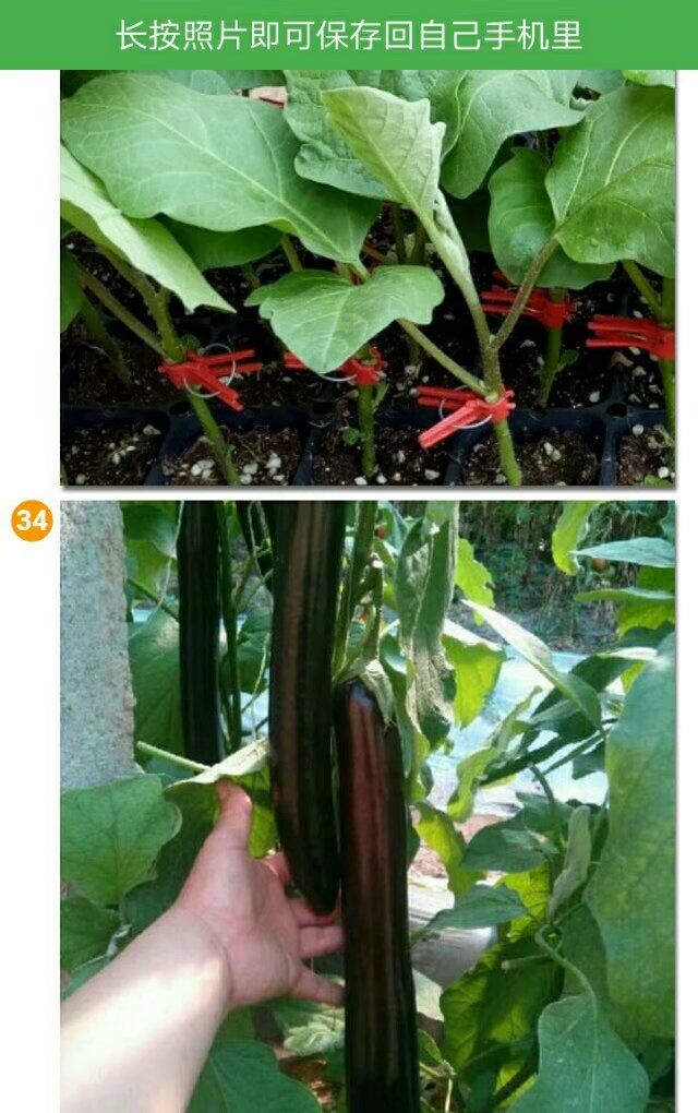 嫁接茄子苗