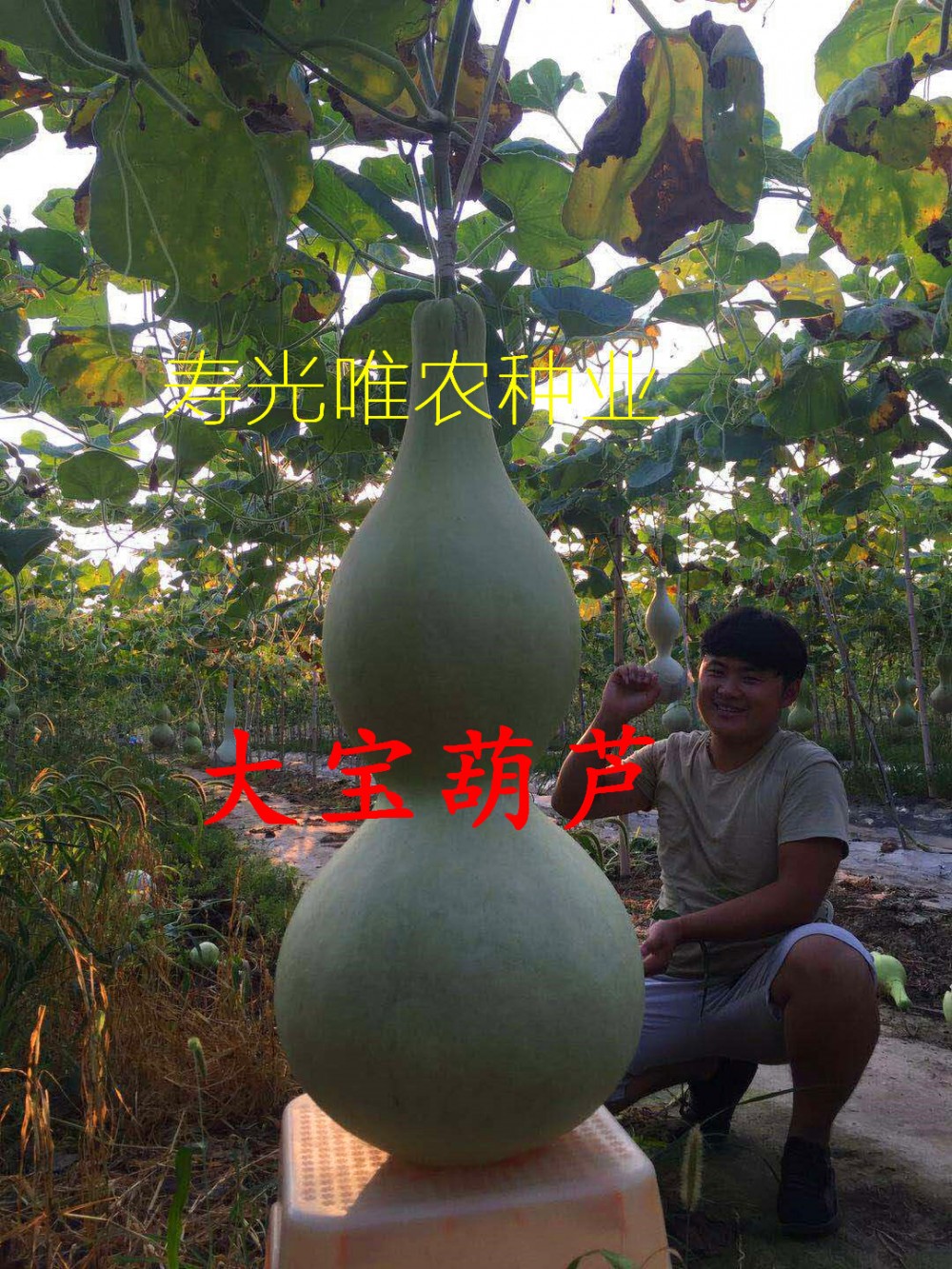 寿光特大型巨型亚腰葫芦种子