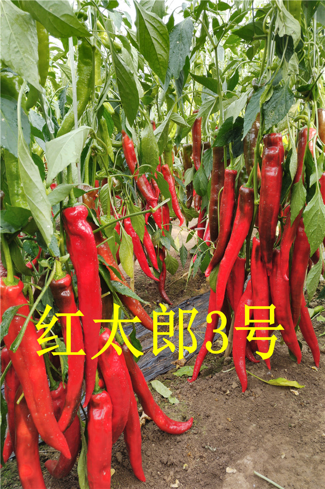 寿光红绿两用羊角椒-越冬耐寒红尖椒种子-辣椒种子