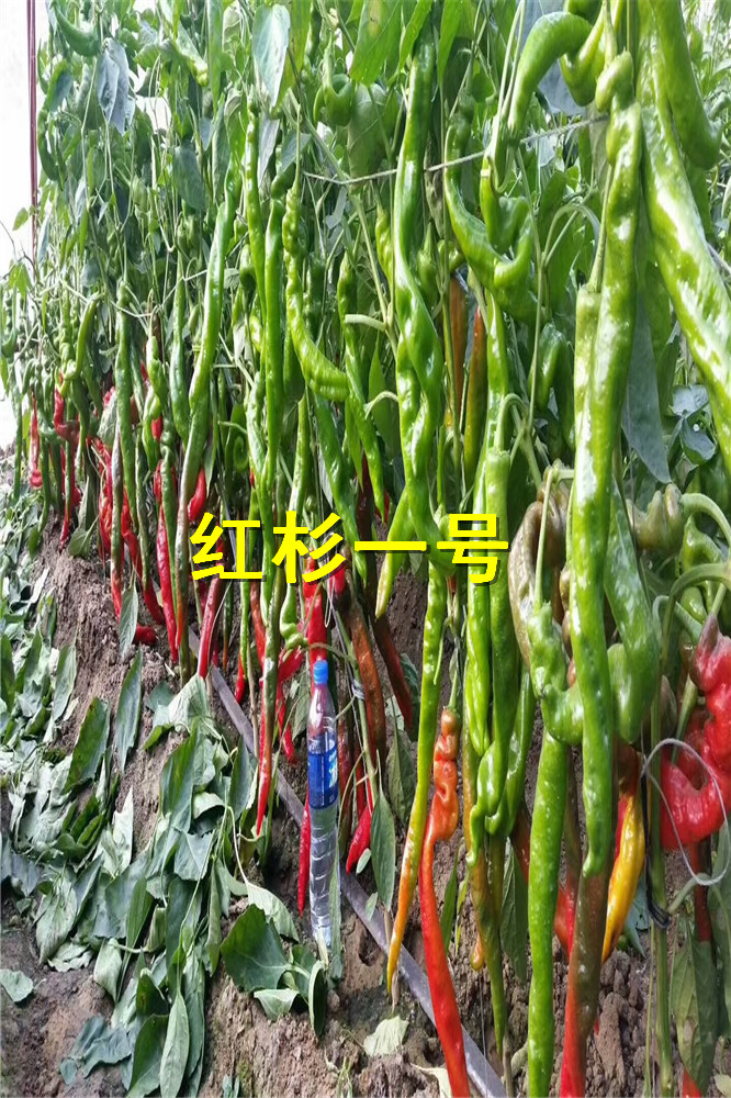 寿光蔬菜种子-红绿两用螺丝椒种苗-陇椒种苗