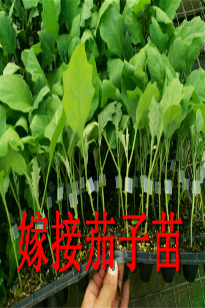 布利塔茄子嫁接苗-765茄子苗-快圆茄子苗-大龙茄子嫁接苗