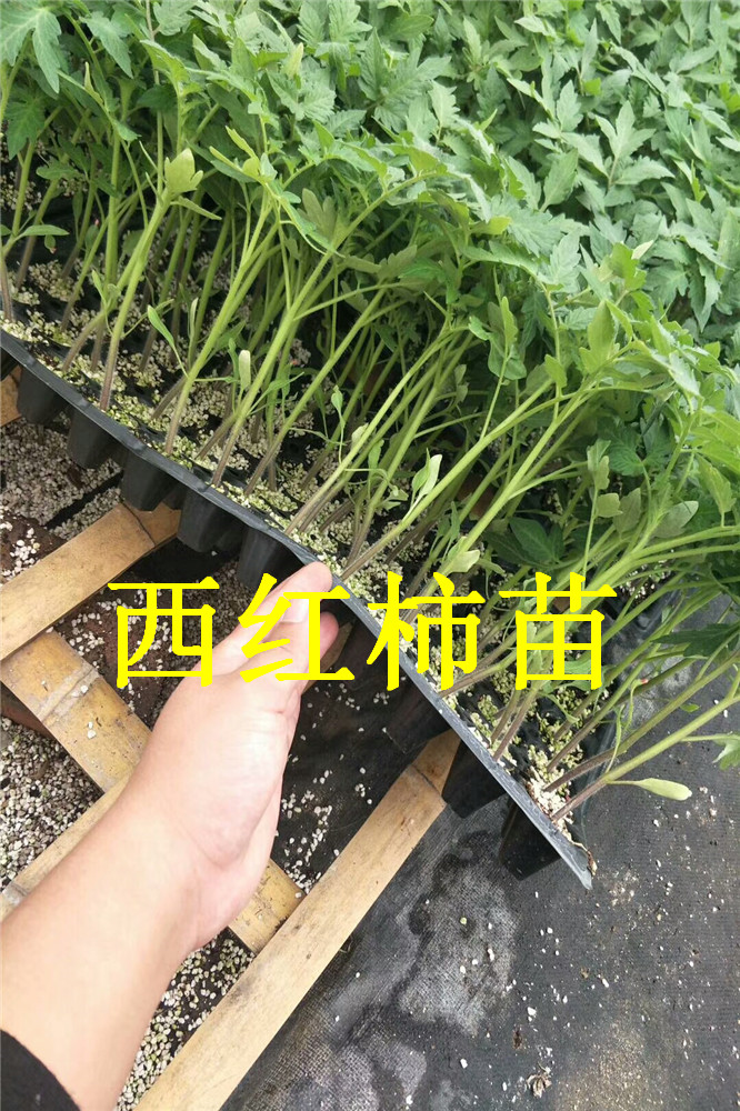 寿光抗黄头抗褪绿病毒镰刀菌根腐死棵西红柿种苗嫁接西红柿苗