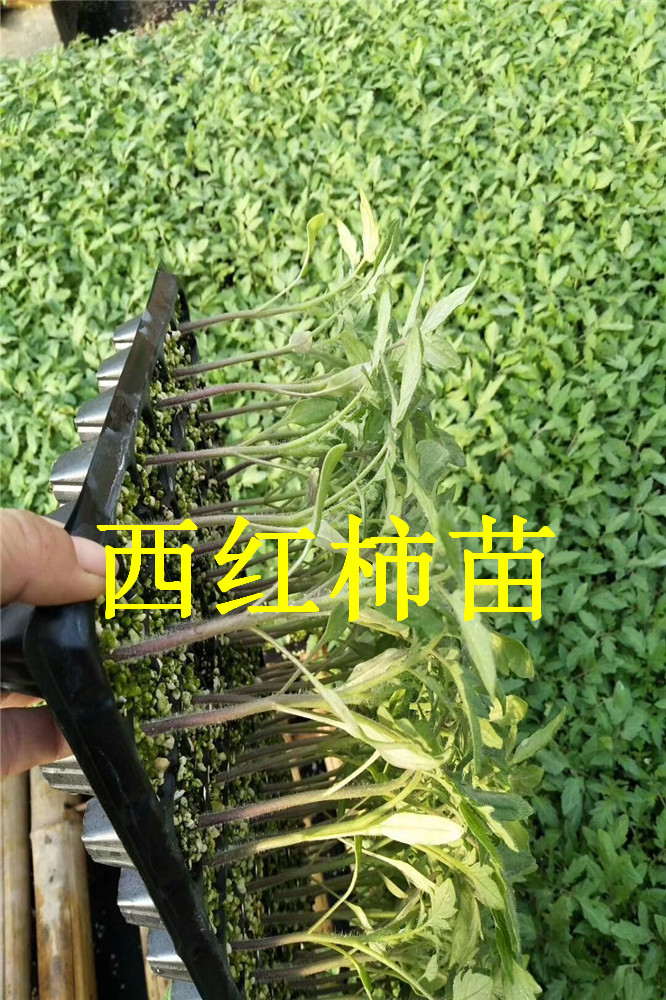 西红柿种苗-西红柿苗-番茄苗-寿光蔬菜种苗草莓柿子苗 普罗旺斯番茄苗