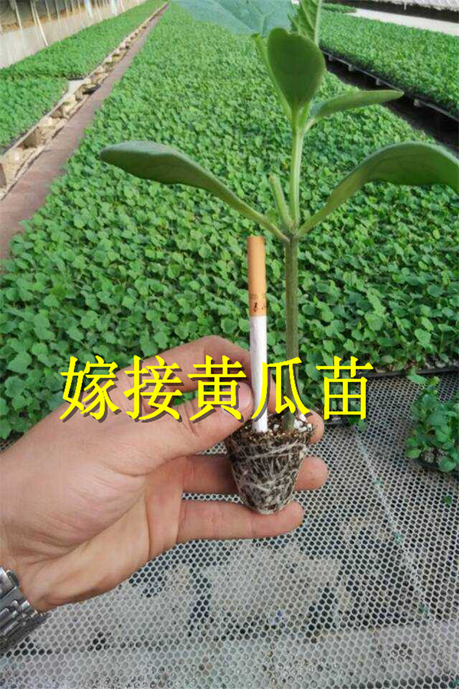 寿光嫁接密刺黄瓜苗-德瑞特全雌强雌油亮黄瓜苗