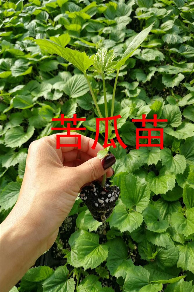 寿光蔬菜杂交苦瓜苗-嫁接油绿珍珠苦瓜苗