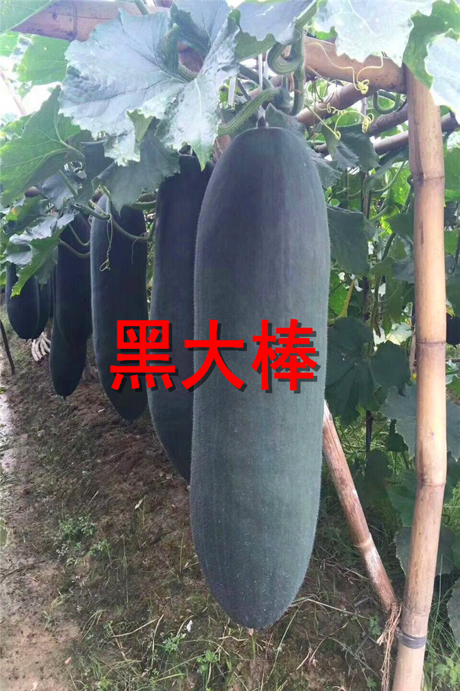 寿光蔬菜引进铁心黑皮冬瓜种子大冬瓜种子