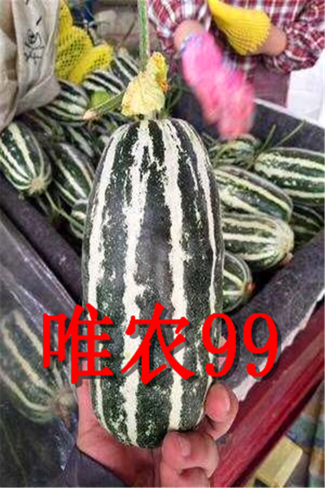 寿光薄皮博洋9号类型甜瓜种子-唯农99
