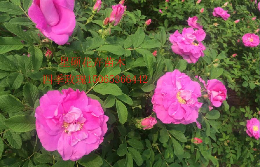 四季玫瑰价格 四季玫瑰杯苗种植基地 各种草花苗木绿化工程批发