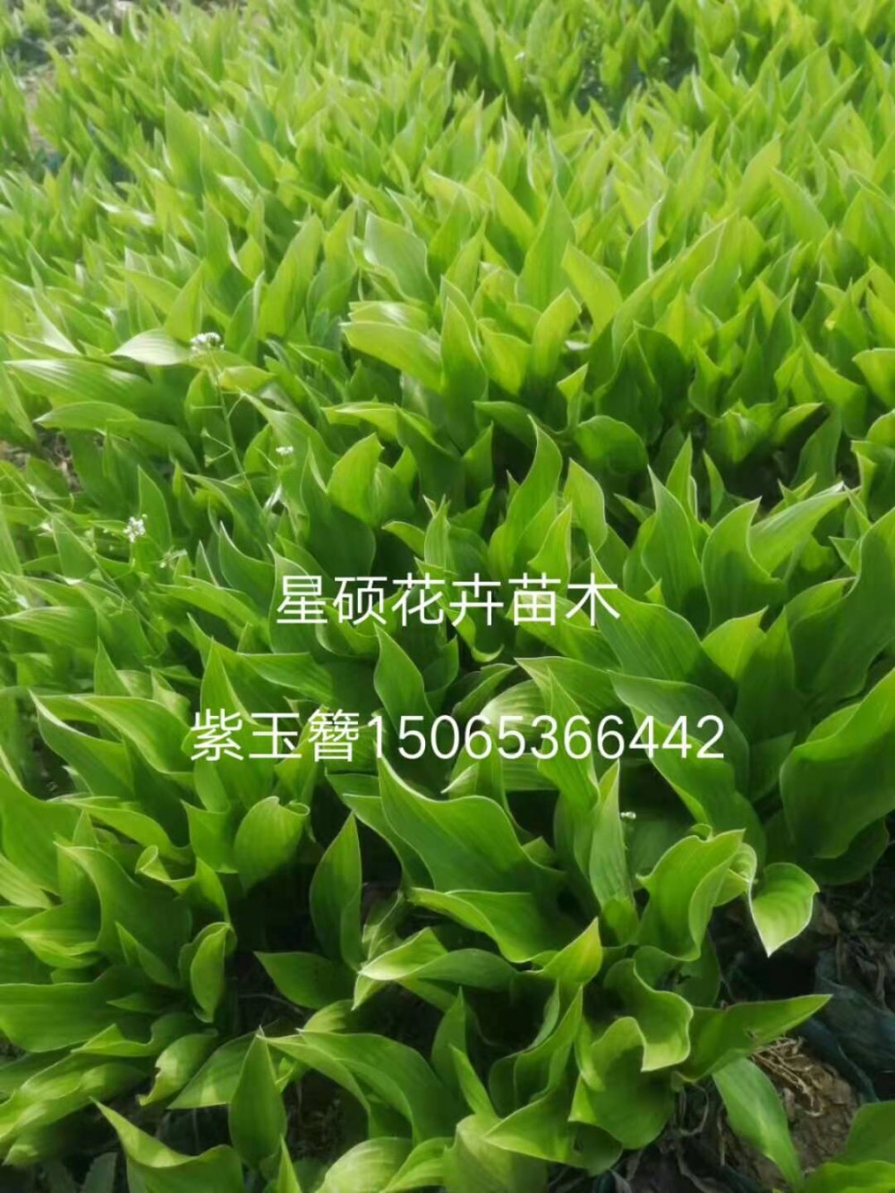 山东玉簪 紫玉簪  金边玉簪价格 各种草花苗木绿化工程批发