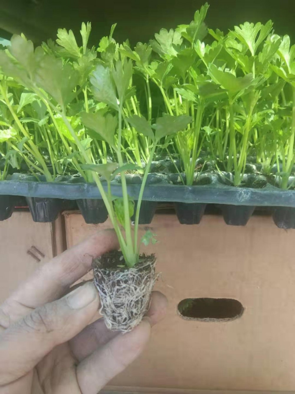 芹菜苗